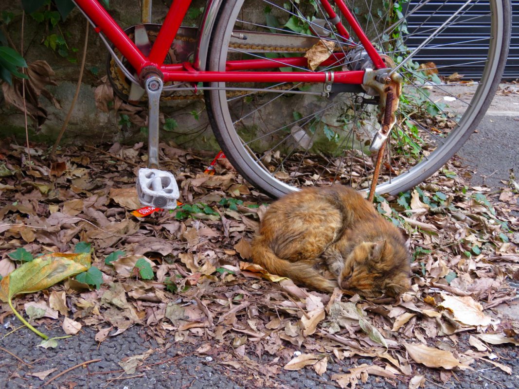 Katze in Tokyo