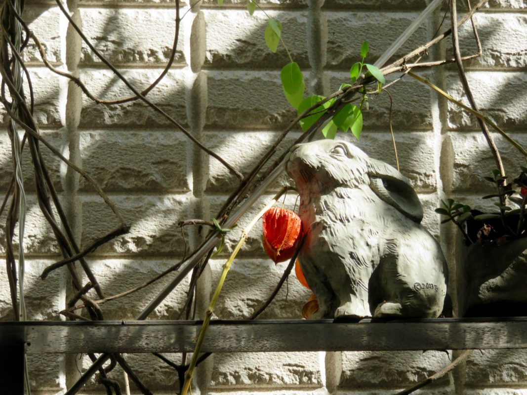 Hase vor einem Café in Tokyo